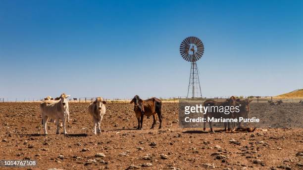 drought affected cattle - outback windmill bildbanksfoton och bilder