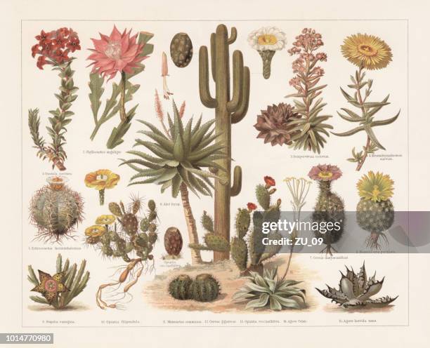 cacti, chromolithograph, published in 1897 - cactus flower stock illustrations