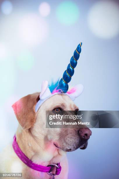 labrador dog wearing a unicorn horn - con cuernos fotografías e imágenes de stock