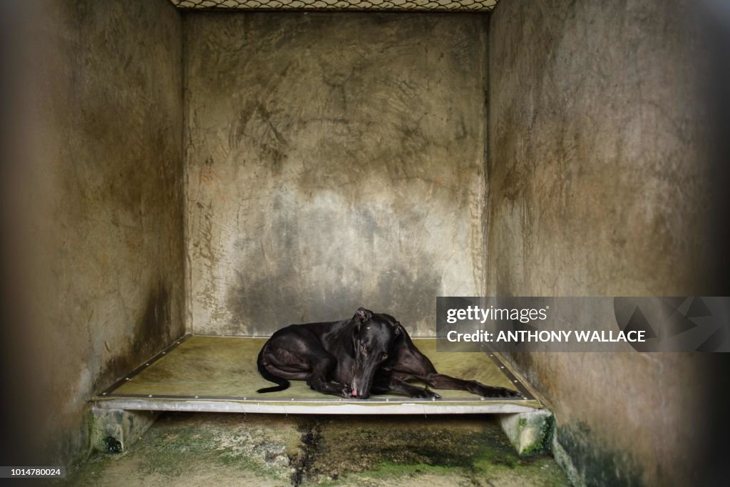 MACAU-ANIMAL-GREYHOUNDS