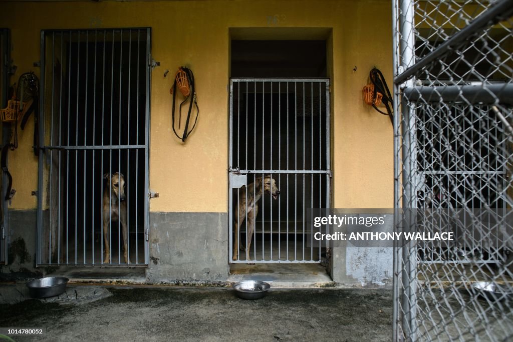 MACAU-ANIMAL-GREYHOUNDS