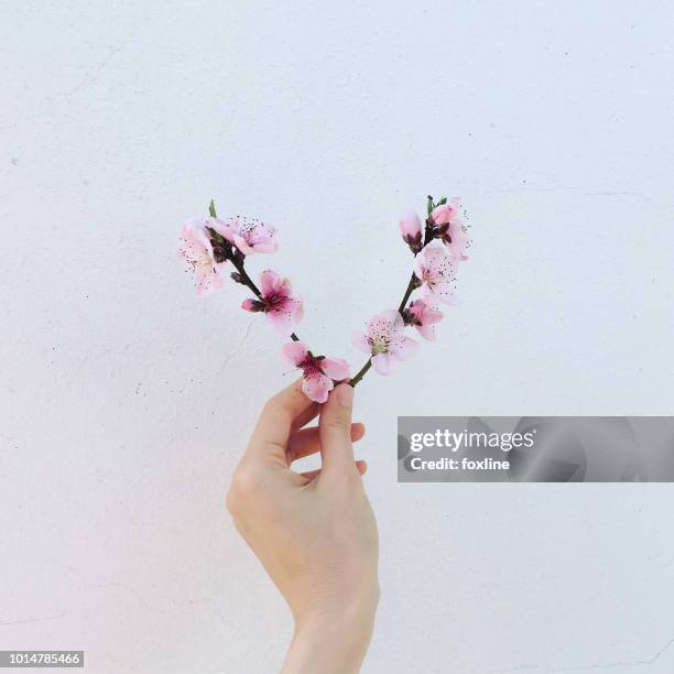 woman's hand holding a branch with peach blossom - fiore di pesco foto e immagini stock