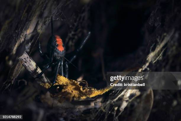 redback spider (latrodectus hasselti) in a garden, melbourne, victoria, australia - redback spider stock pictures, royalty-free photos & images