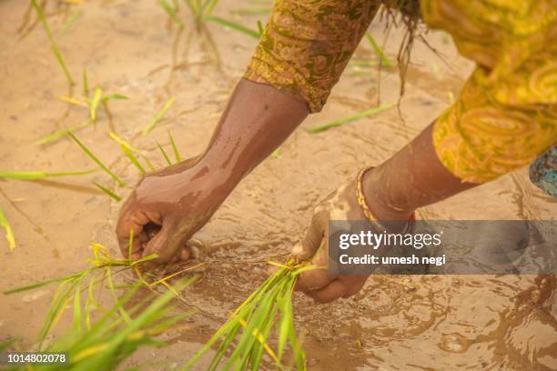 Poor Rice Field 6,771 Poor Harvest Stock Photos, High-Res Pictures, and Images - Getty ...