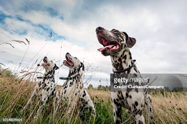 tres perros dálmata. - dalmatian fotografías e imágenes de stock