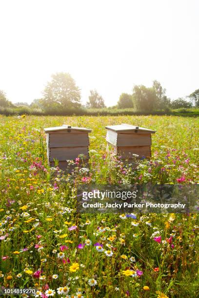 close-up image of wooden beehives in a beautiful summer wildflower meadow - meadow stock photos et images de collection