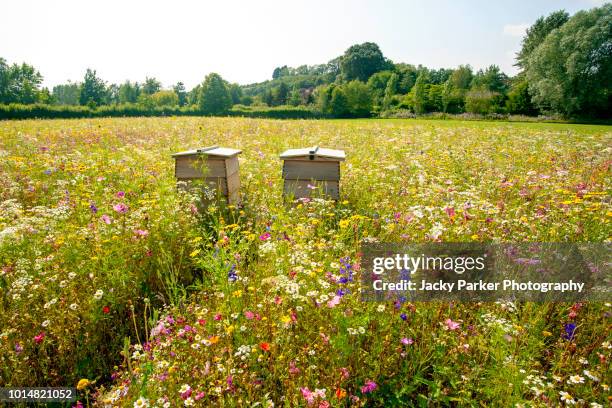close-up image of wooden beehives in a beautiful summer wildflower meadow - pollinator stock pictures, royalty-free photos & images