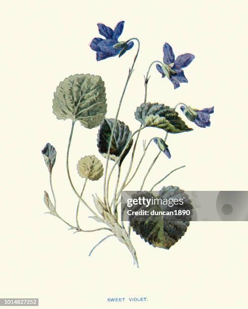 flora, wildflowers, viola odorata sweet violet - viola odorata stock illustrations