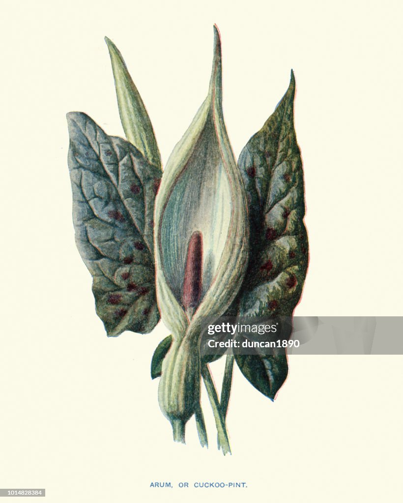 Flora, vildblommor, Arum maculatum gök-pint