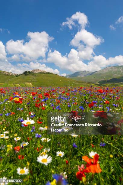 flowering at castelluccio di norcia, umbria, italy - castelluccio di norcia stock-fotos und bilder