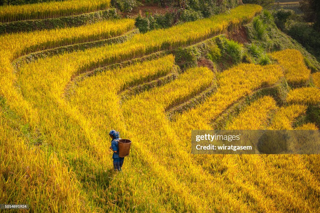 Farmer walking on rice paddy fields terraced