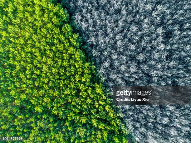 aerial view of bi-color forest - climate change abstract stock pictures, royalty-free photos & images