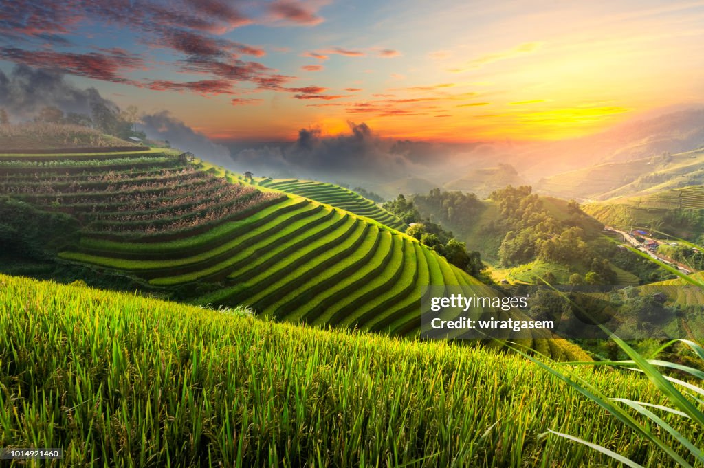 Terraced rice paddy field landscape of northern Vietnam.