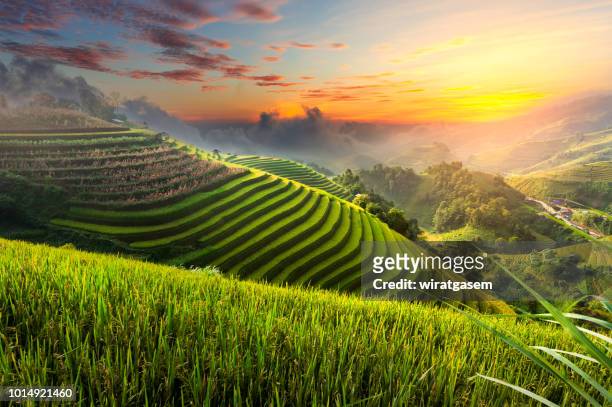 terraced rice paddy field landscape of northern vietnam. - rice paddy stock pictures, royalty-free photos & images