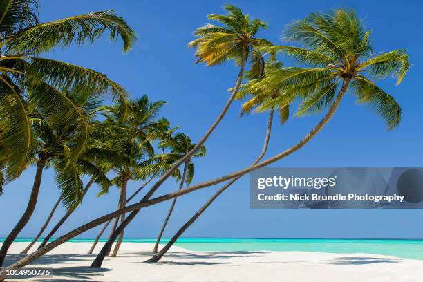 lankanfinolhu island, maldives - palm tree white background stock pictures, royalty-free photos & images