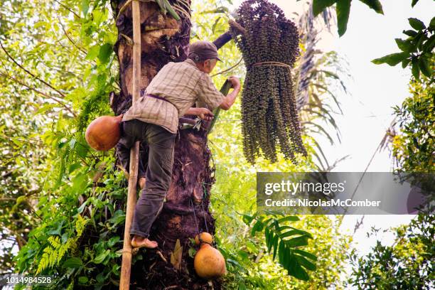 senior artisan indonesische palmsuiker maker oogsten sap van palmboom - palm sugar stockfoto's en -beelden