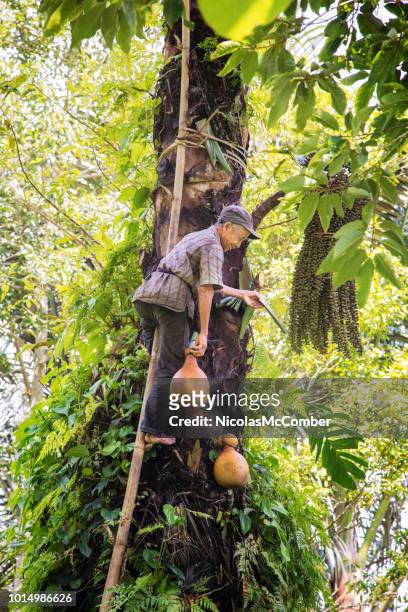 印尼高級工匠收穫棕櫚樹 sap - indonesian farmer 個照片及圖片檔