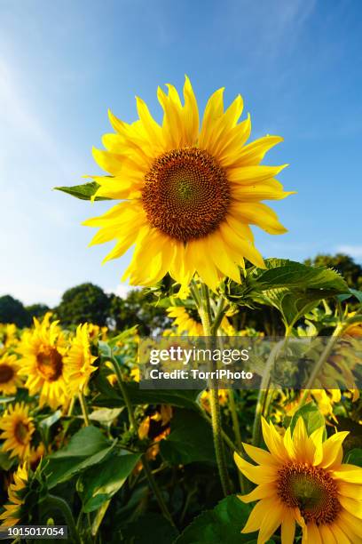 close up of sunflower - girasol común fotografías e imágenes de stock