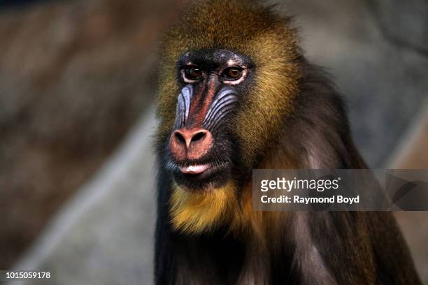 Mandrill sits quietly at the Milwaukee County Zoo in Milwaukee, Wisconsin on July 31, 2018.