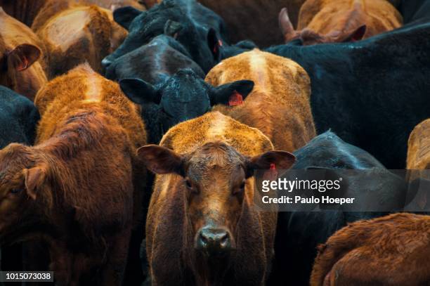 beef cattle - beef cattle stock-fotos und bilder