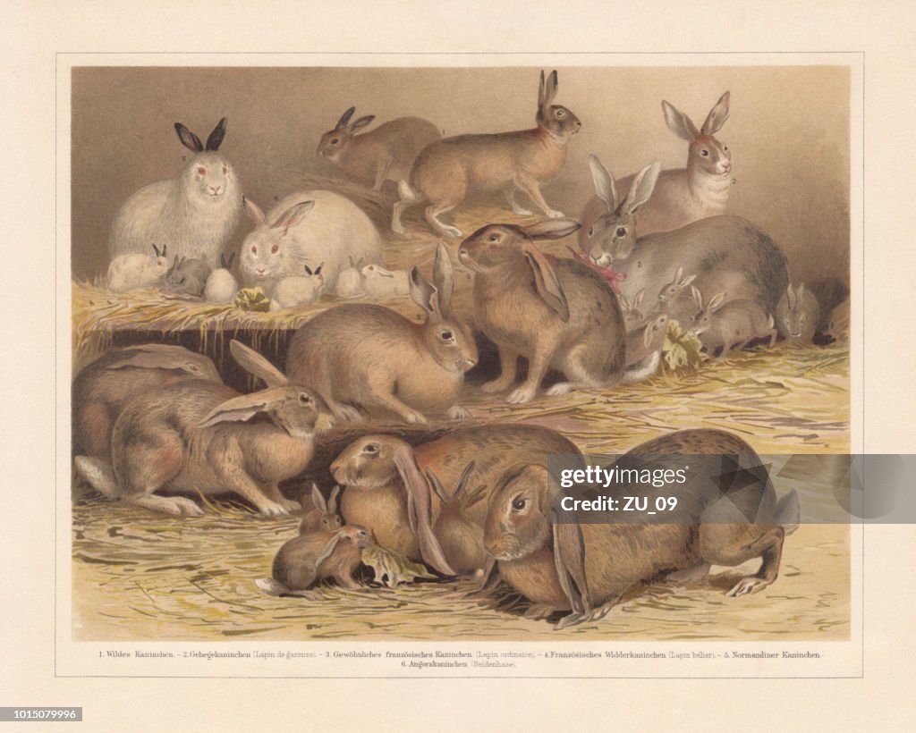Raças de coelhos domésticos, chromolithograph, publicados em 1897