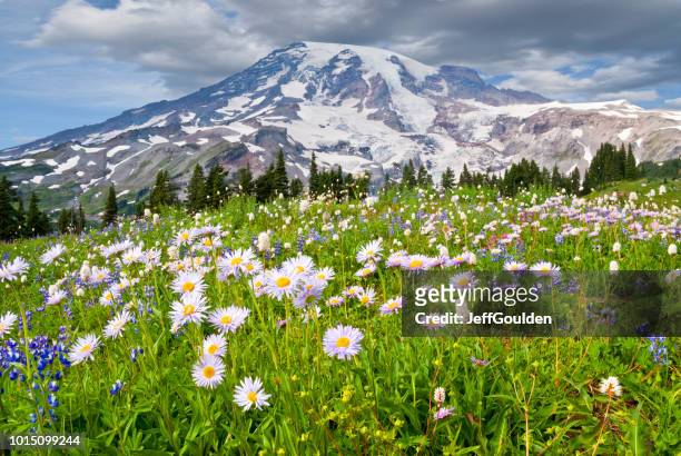 mount rainier and a meadow of aster - mount rainier stock pictures, royalty-free photos & images