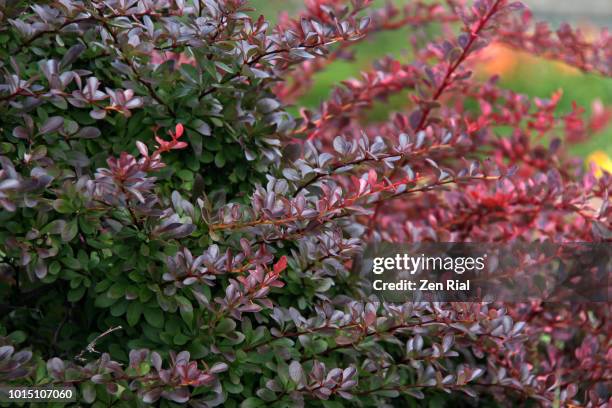 japanese barberry - intermedia barberry - american barberry stock pictures, royalty-free photos & images