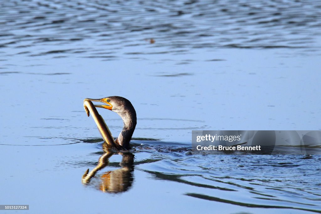 Wildlife on Long Island