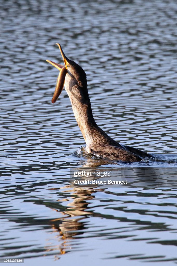 Wildlife on Long Island