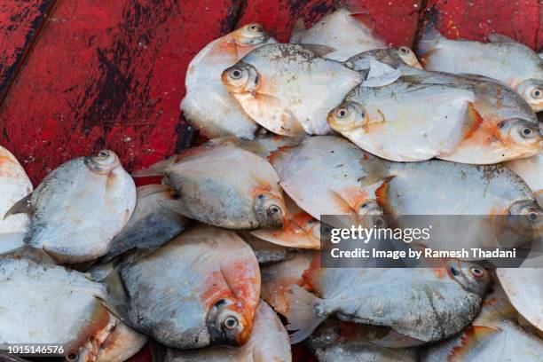fresh catch: pacu (serrasalminae) - pacu fish stock pictures, royalty-free photos & images