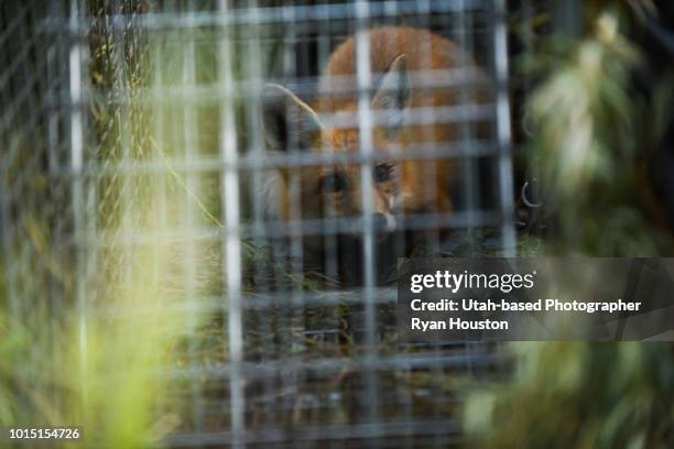 fox trapped in live cage - jaula fotografías e imágenes de stock