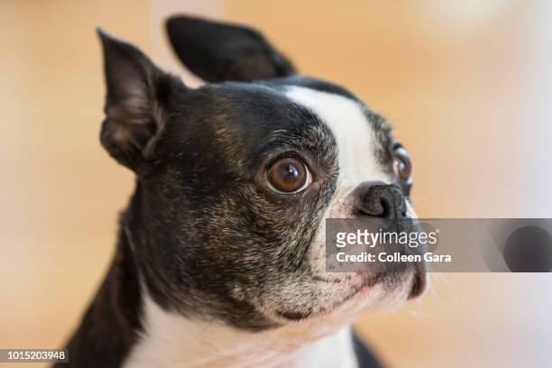 guilty boston terrier - schuldspruch stock-fotos und bilder