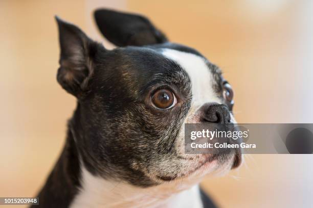 guilty boston terrier - caught in the act stock pictures, royalty-free photos & images