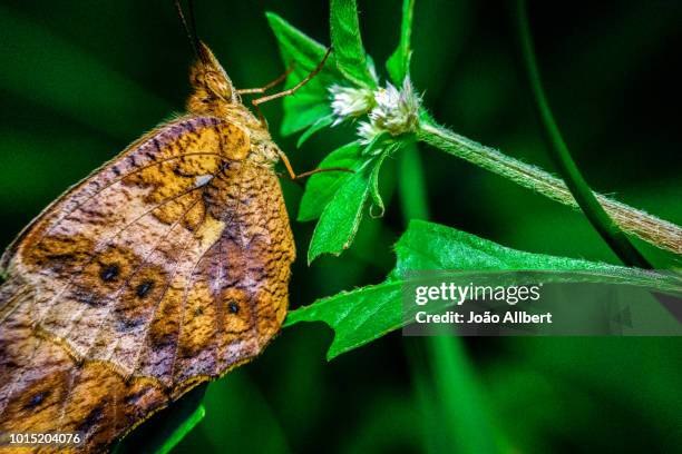 88 Hope Odonata Stock Photos, High-Res Pictures, and Images - Getty Images