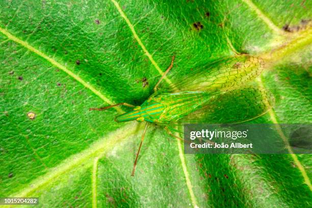89 Hope Odonata Stock Photos, High-Res Pictures, and Images - Getty Images