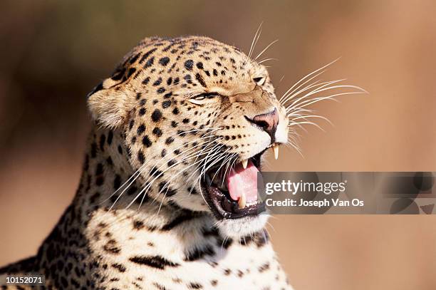 Leopard Calling Leopard Sound Photos and Premium High Res Pictures - Getty Images