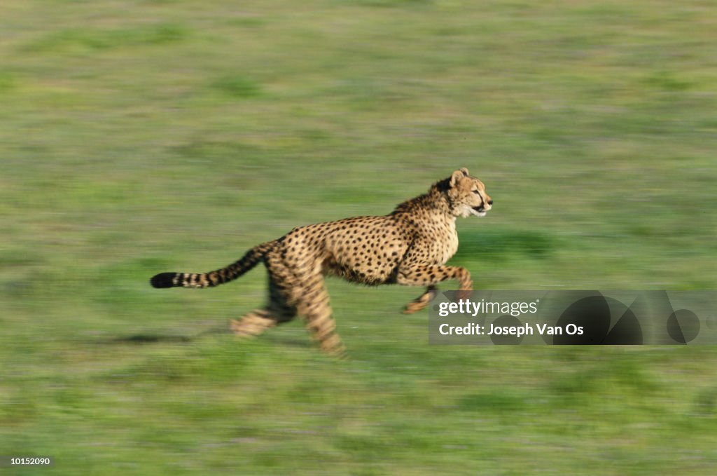 CHEETAH RUNNING