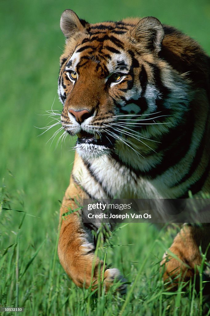 BENGAL TIGER RUNNING