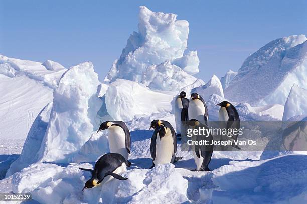 emperor penguins weddell sea - weddell sea stockfoto's en -beelden