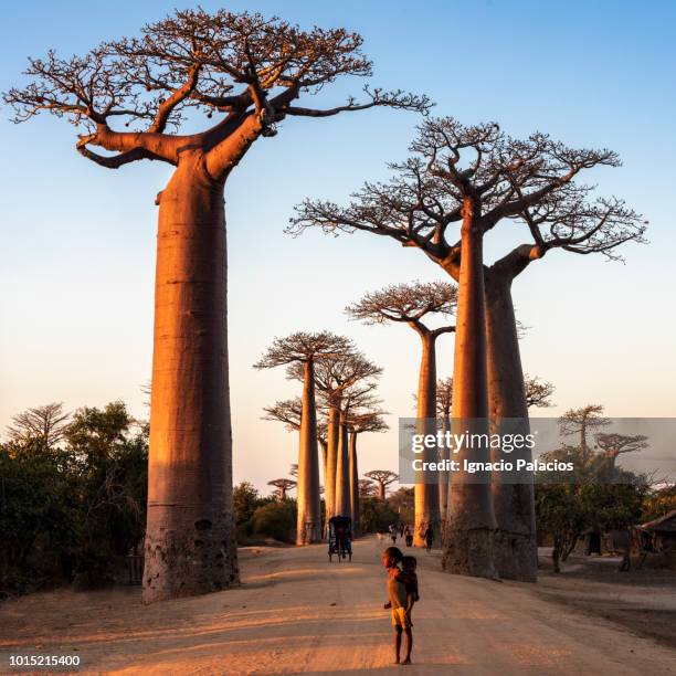 he avenue of the baobabs (alley of the baobabs), between morondava and beloni, menabe region of western madagascar - affenbrotbaum stock-fotos und bilder