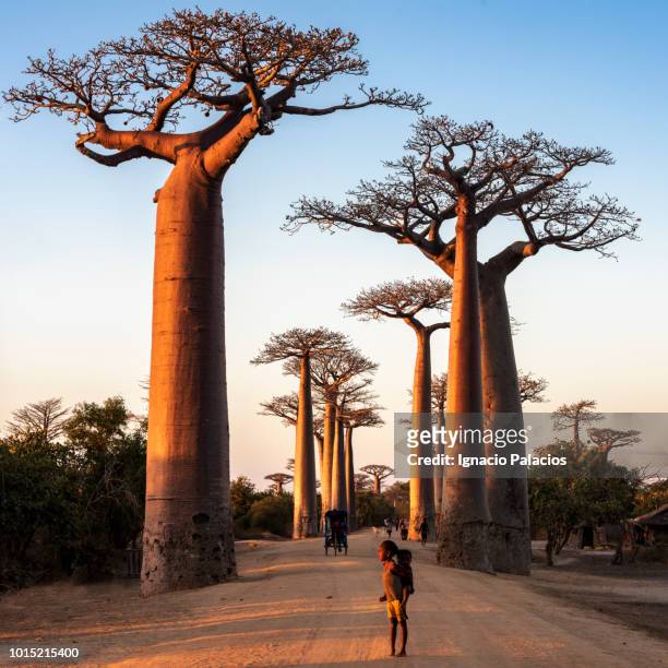 he avenue of the baobabs (alley of the baobabs), between morondava and beloni, menabe region of western madagascar - madagáscar imagens e fotografias de stock