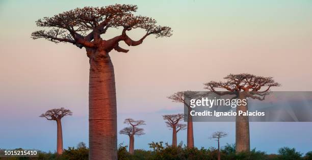 he avenue of the baobabs (alley of the baobabs), between morondava and beloni, menabe region of western madagascar - baobab tree stock-fotos und bilder