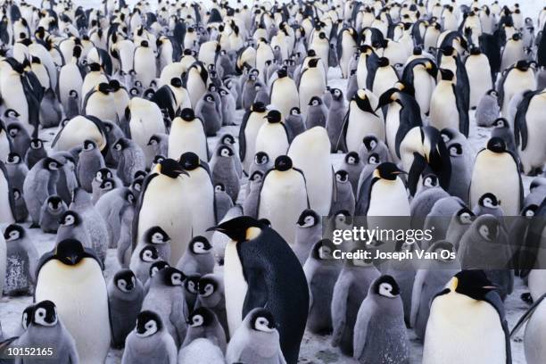 emperor penguins colony, weddell sea - antarctica emperor penguin foto e immagini stock