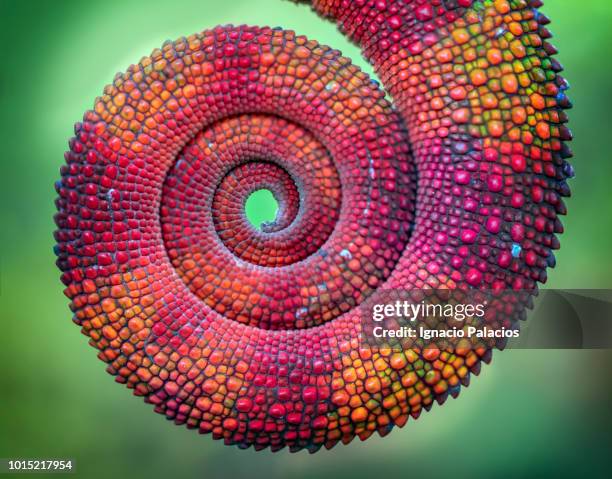 colorful chameleon tail, reserve peyrieras, madagascar - camaleonte foto e immagini stock
