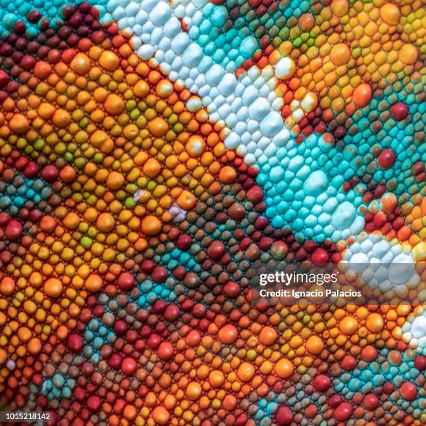 skin detail chameleon, reserve peyrieras, madagascar - chameleon stockfoto's en -beelden