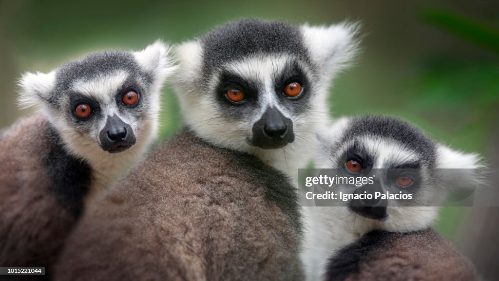 Ring-tailed lemur (lemur catta), Madagascar