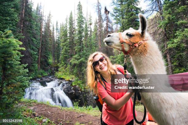 girl and llama beside waterfall in colorado mountains - llama stock pictures, royalty-free photos & images