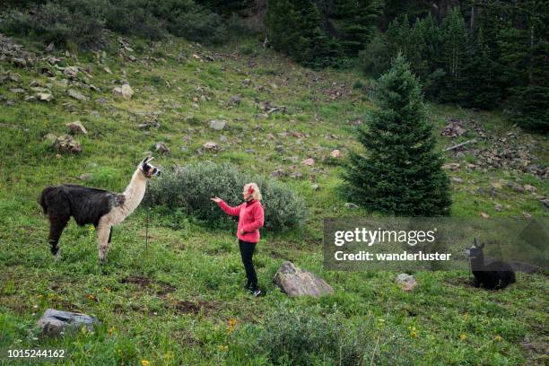 woman in pnik fleece reaches out toward a llama in san juan mountains - woman reaching hands towards camera stock pictures, royalty-free photos & images