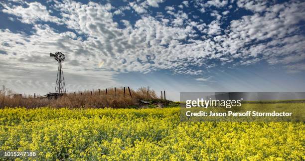 altocumulus and crepuscular rays over rapeseed field forecasting storm, hooker, oklahoma, us - oklahoma stock-fotos und bilder