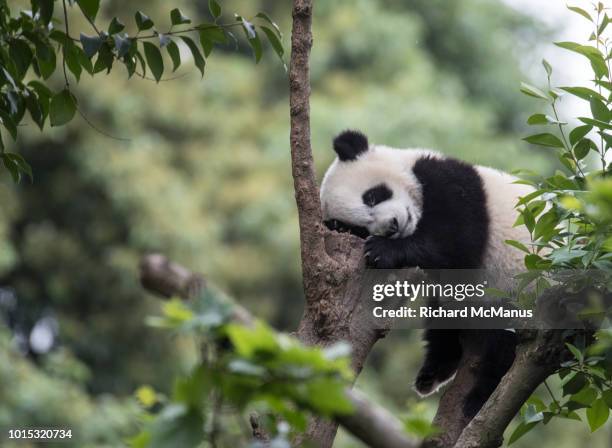 giant panda - panda animal ストックフォトと画像